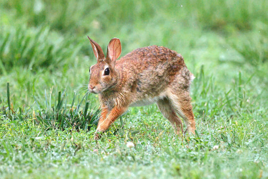 Baby cottontail bunny running through grassy field. 