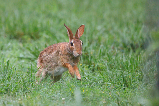 Bunny rabbit cottontail running hopping in the grassy field. 