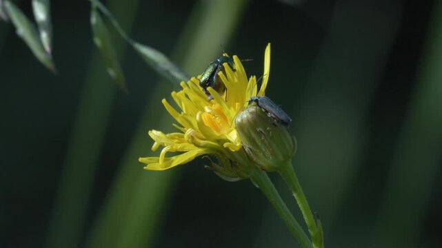 Golden Green Leaf Beetle and Soldier Beetle on Yellow Hawkweed - 4K Wildlife Slow Motion Shot
