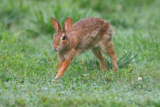 Baby cottontail bunny running through grassy field. 
