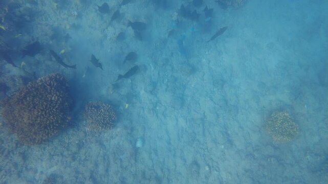 Tropical Fish in Baja Sur Mexico