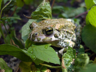 Obraz premium Close-up photograph of a green and brown European green toad resting among lush green leaves and damp soil. The toad's large, striking golden eye is in sharp focus, showing detailed texture