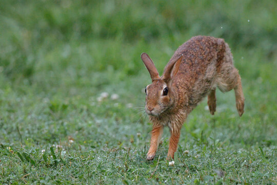 Cute bunny rabbit cottontail hopping through grassy field. 