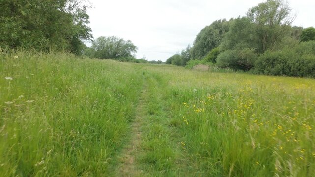 Water Newton, Cambridgeshire, England, UK - June 01 2026: Water Newton Nature Trail, Point of view, smooth gimbal footage walking through a dense meadow with yellow flowers toward a dark and dense for