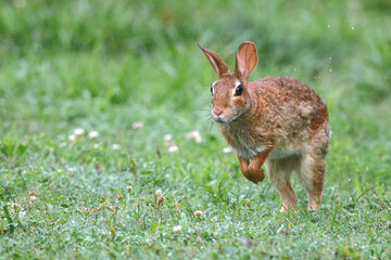 Obraz premium Cute bunny rabbit cottontail hopping through grassy field. 