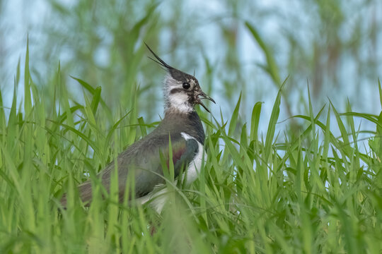 A striking northern lapwing bird with its characteristic crest is partially hidden amongst lush green blades of grass in a natural setting