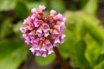Obraz premium Close-up of pink bergenia flower (elephant ears) in spring garden