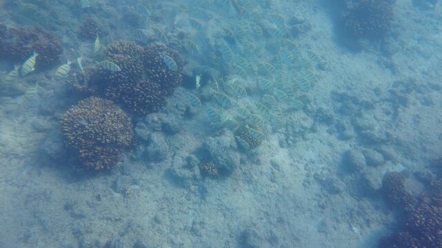 Tropical Fish in Baja Sur Mexico