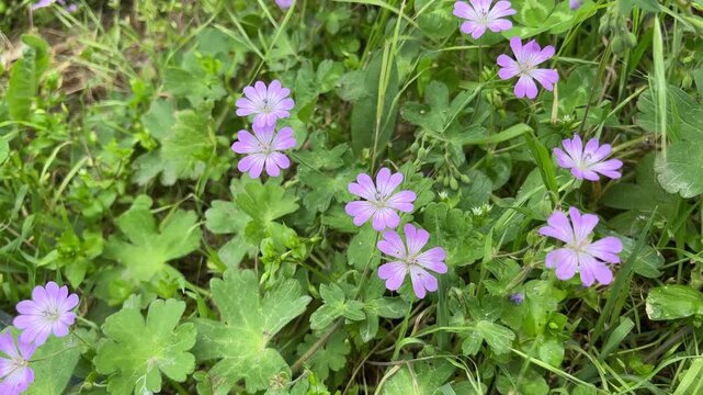 Wild geranium flowers with purple petals and green leaves blooming in a spring garden and gently swaying in the wind
