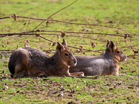 Two patagonian mara dolichotis patagonum lying down and relaxing on green grass field cute exotic rodents cavy family resting together in sunny day wildlife animal portrait horizontal