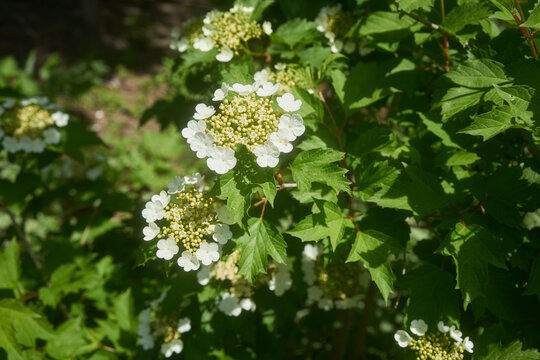 Cramp Bark (Viburnum opulus var. americanum) Flowering Medicinal Shrub with White Blossoms