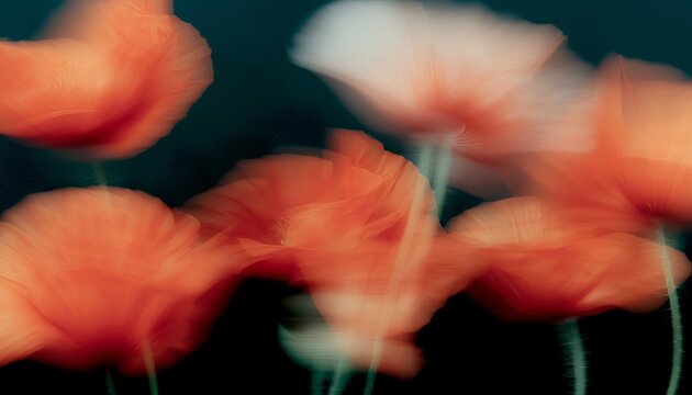 Artistic photo of vivid orange flowers with a soft, dreamy blur effect against a dark background.