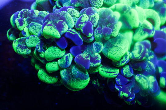 Green Splatter Hammer Coral in Underwater Saltwater Tank Macro