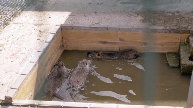 Three large nutria coypu rodents swim and rest in a small wooden water enclosure on a farm. Concept of animal captivity, invasive species, wetland rodents, and semi-aquatic wildlife.
