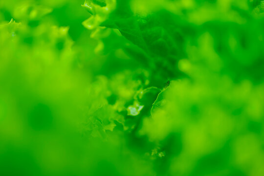 Leafs of a green salad, nature background