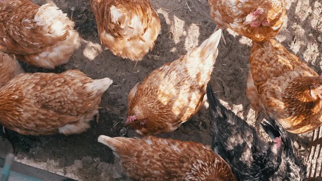 A top-down view shows several brown and black hens walking and pecking for food on the dirt ground of a rural farm coop. Concept of organic poultry farming and sustainable agriculture.
