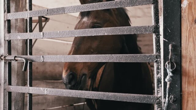 A brown horse with a white star on its forehead peers through metal bars in a rustic stable stall. Concept of equestrian care, animal husbandry, horse breeding, and farm lifestyle.