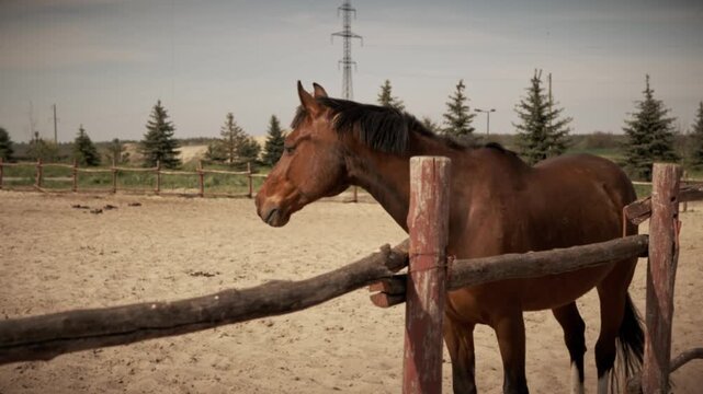 A chestnut brown horse stands in a sandy paddock by a rustic wooden fence with pine trees in the distance. Concept of equestrian lifestyle, rural farm life, and animal care.