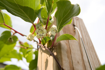 Close-up of Flowering Kiwi Vine Climbing a Wooden Post © JorKel