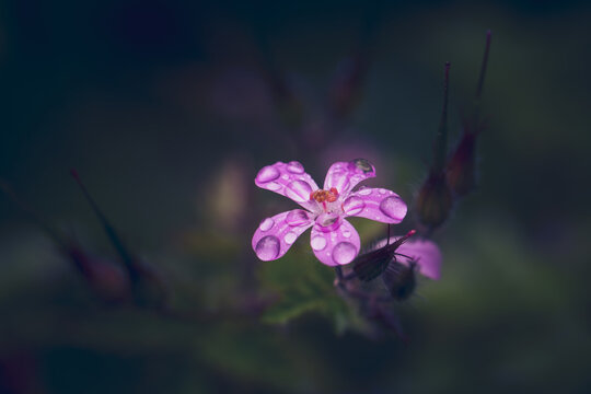 Purple flower of Robert's geranium in the rain. Selective focus. Shallow depth of field.