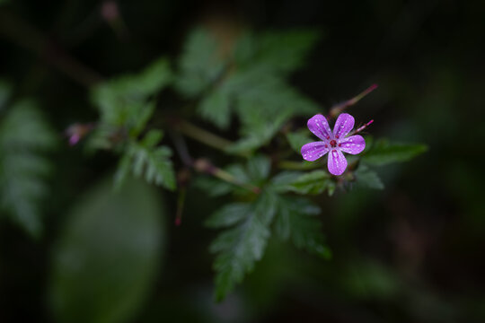 Purple flower of Robert's geranium in the rain. Selective focus. Shallow depth of field.
