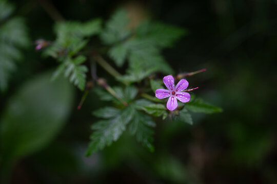 Purple flower of Robert's geranium in the rain. Selective focus. Shallow depth of field.