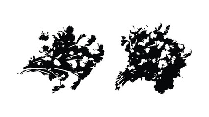 Fototapeta premium Cilantro coriander herb bunch top view solid silhouette vector illustration.