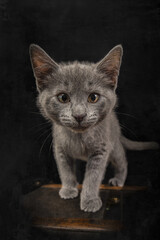 cat on a black background © VictoriaGPhoto