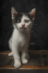 white and gray kitten  © VictoriaGPhoto