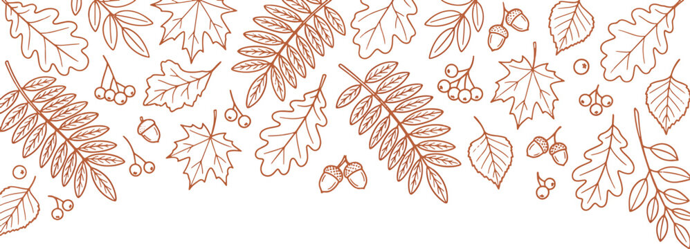 Autumn leaves seamless border with line art maple oak rowan foliage acorns and forest berries for fall thanksgiving design vector illustration