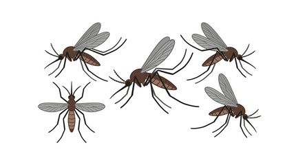A collection of five detailed mosquito illustrations shown from various angles. © Avis_Sunani