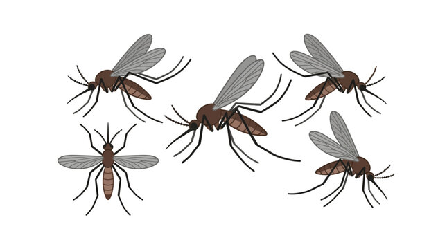 A collection of five detailed mosquito illustrations shown from various angles.