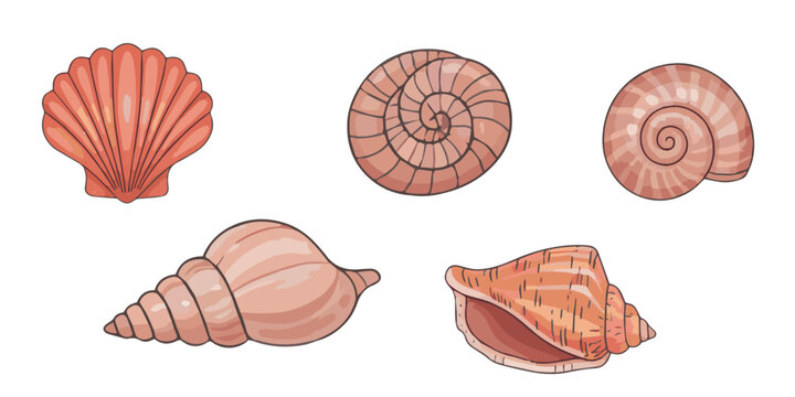 Seashells collection. Terracotta and coral sea shells in doodle style. Vector isolated clipart illustration