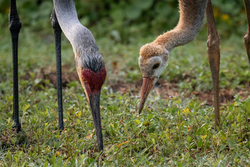 Naklejka premium Sandhill Crane Adult and Chick Feeding Together in Wet Grass
