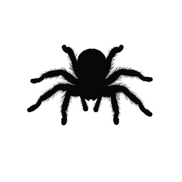 Tarantula Spider Silhouette Vector Illustration Isolated Arachnid Animal Design