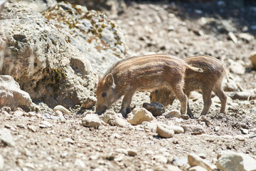 Wild boar piglets foraging together on a rocky forest floor in daylight © Tobias