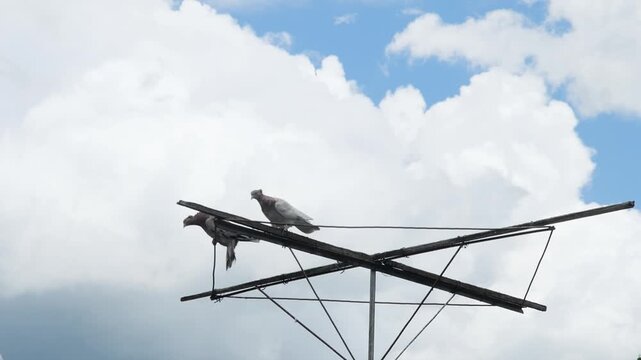 A beautiful slow-mo shot of fancy roller pigeons perched on an antenna frame while another bird sweeps through the cloudy sky.
