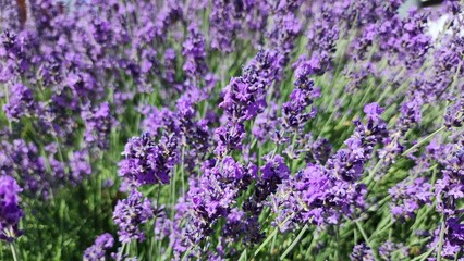 Obraz premium Budapest, Hungary - Lavender blooms in Budapest with vivid purple flowers and lush green stems. A Budapest floral close‑up shows dense lavender blooms with rich purple tones and slender green stems.