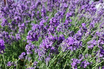 Obraz premium Budapest, Hungary - Lavender blooms in Budapest with vivid purple flowers and lush green stems. A Budapest floral close‑up shows dense lavender blooms with rich purple tones and slender green stems. 