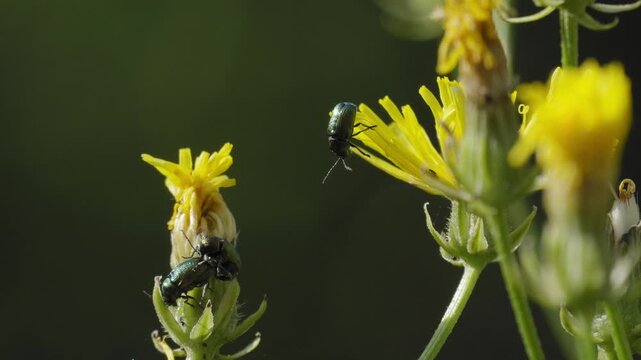 Golden Green Leaf Beetles Foraging on Yellow Hawkweed - 4K Wildlife Slow Motion Shot