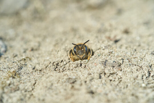 Ground bee peeking from sandy burrow: macro portrait of a solitary mining bee emerging