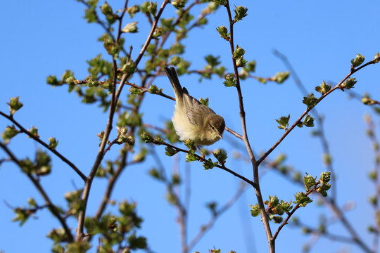 the willow warbler (Phylloscopus trochilus)