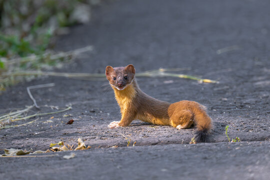 Long-tailed Weasel (Neogale frenata) in Turnbull National Wildlife Refuge, WA