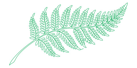 fern leaves line art vector illustration. © Pure Outline 