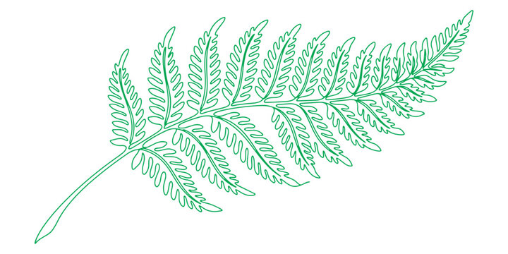 fern leaves line art vector illustration.