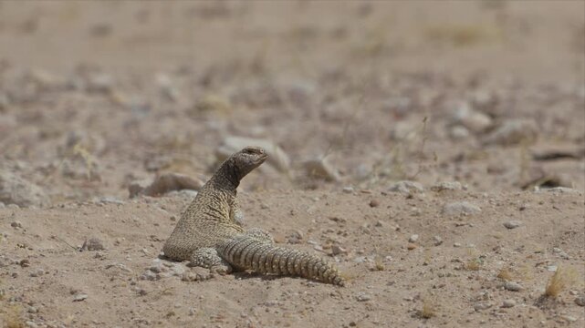 Video of a Spiny-Tailed Lizard in its natural desert habitat. The lizard basks on the ground before quickly seeking shelter by disappearing into its nest burrow, demonstrating its instinctive survival