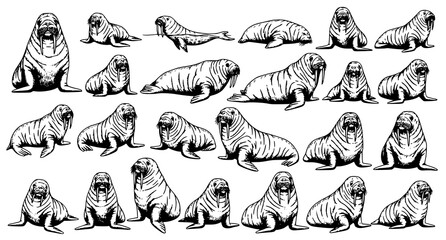 Hand Drawn Walrus Vector Collection with Black and White Marine Mammal Illustrations Isolated on White © RUBINA