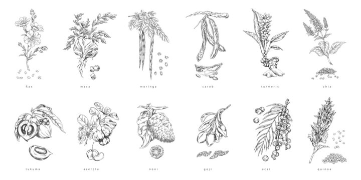 Superfood plants vector sketch collection, engraved hand drawn Chia, Acai Goji, Carob Moringa, seasoning grains seeds