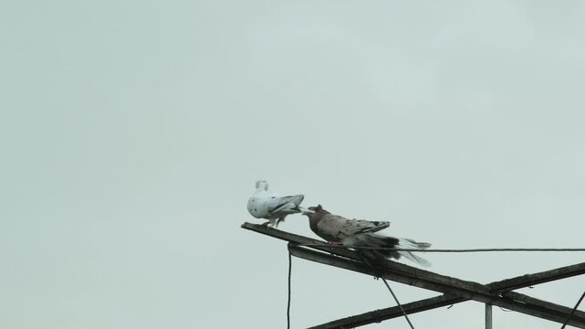Domesticated roller pigeons bracing the wind and rain on an old antenna structure, capturing a scenic moment in avian breeding.
