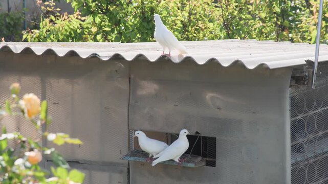 Three snow-white domestic purebred pigeons perched on a rural dovecote building on a bright, sunny day.
